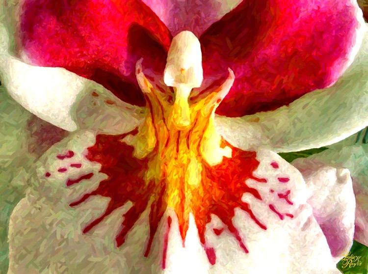 Red and White Orchid