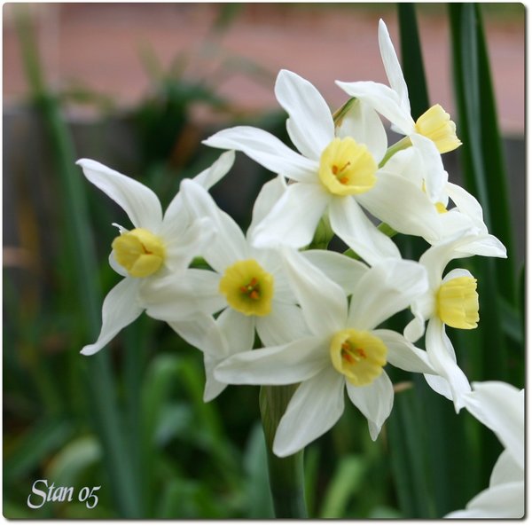 Little Flower