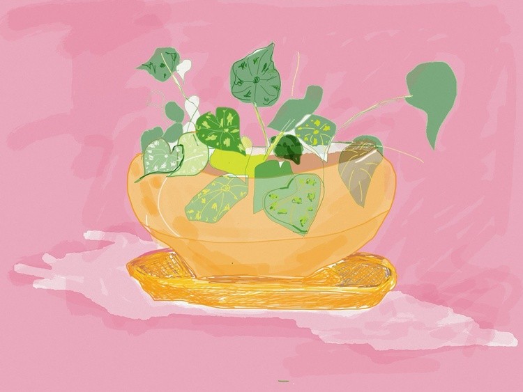 Plant on my table