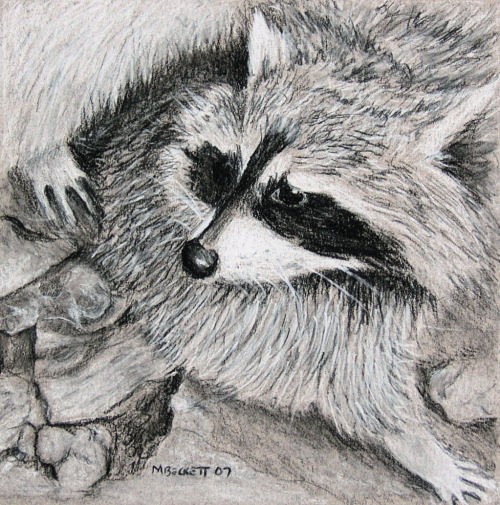 Raccoon