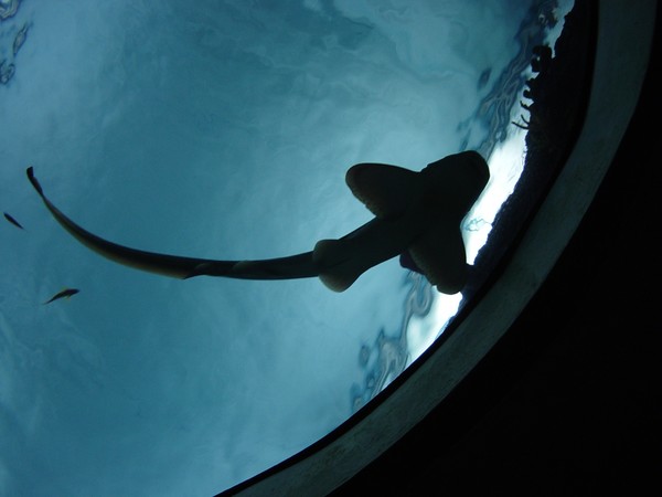 A-Swimming By