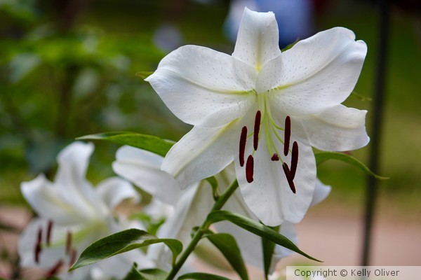 White Lilies