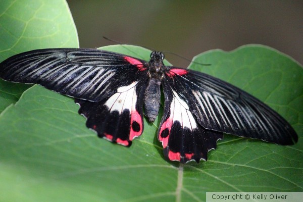 Great Mormon Butterfly