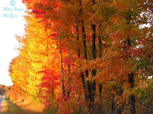 Florescent Trees