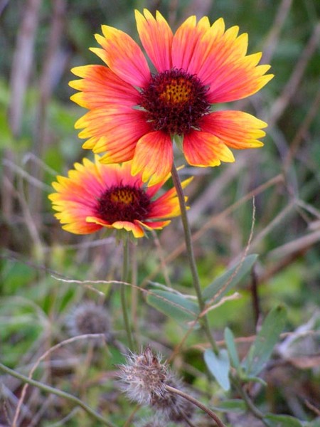 Flowers in Autumn