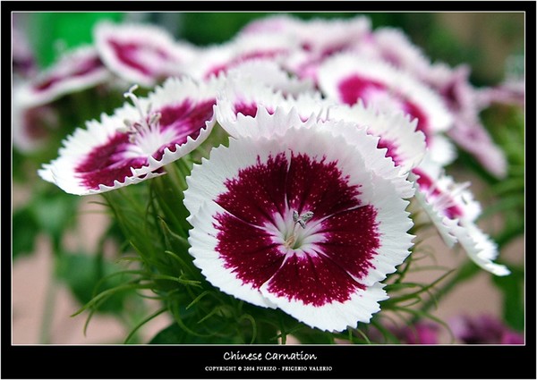 Chinese Carnation