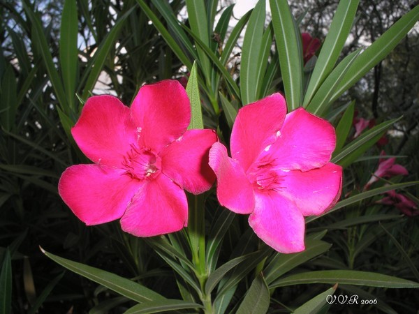 Fuchia Bloom