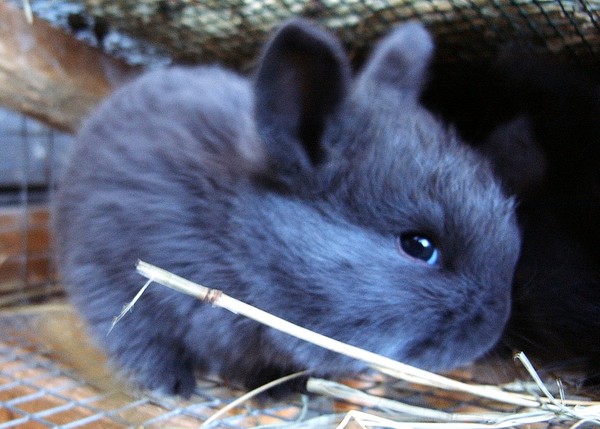 lil grey