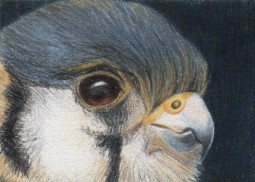 Bird of Prey - ACEO