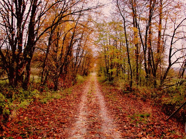 Autumn Trail 2
