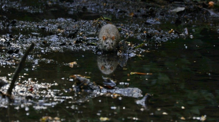 Ratus
