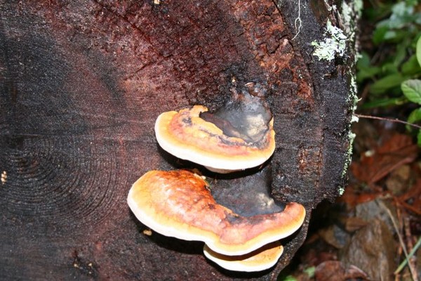 Fungi Stairs