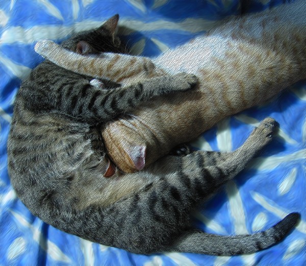 Cat Cuddle