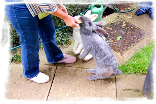 Big Babies !