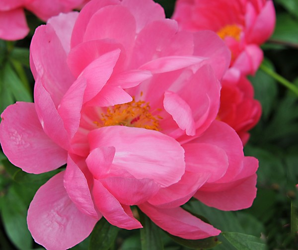 Goodstay Peony