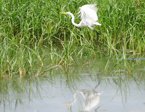 Egret Landing
