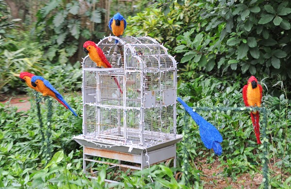 Parrots