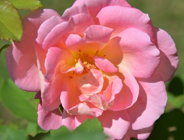 Goodstay Rose