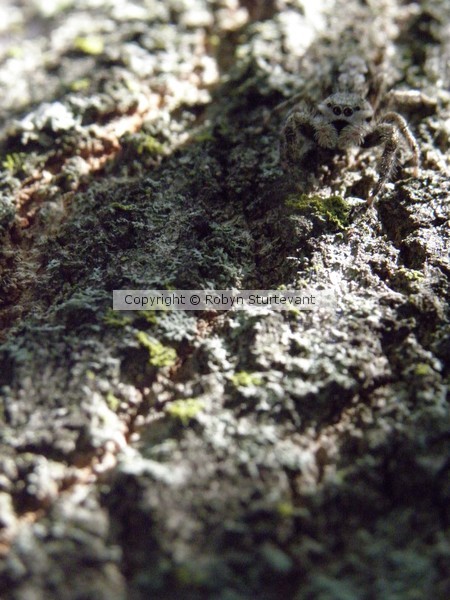 Can you see me?