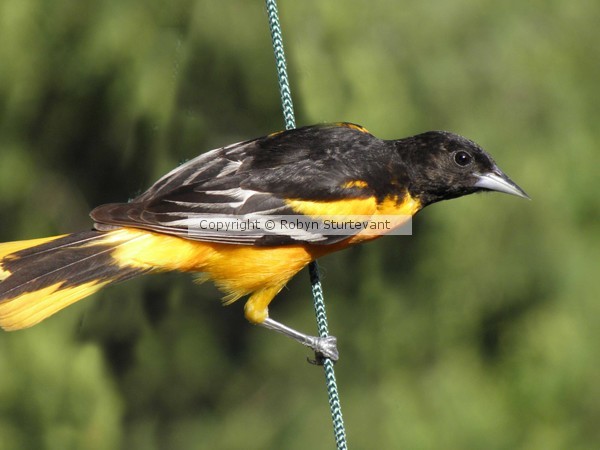 Oriole 2