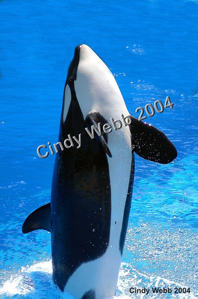 Whale of a Splash!