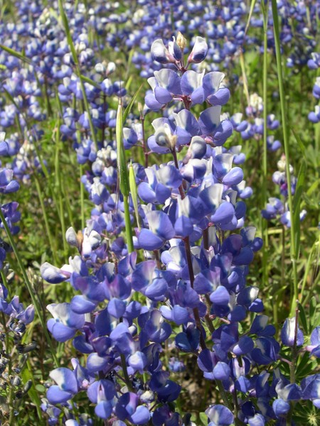 Springtime Wildflowers
