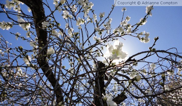 Japanese Magnolia 2013