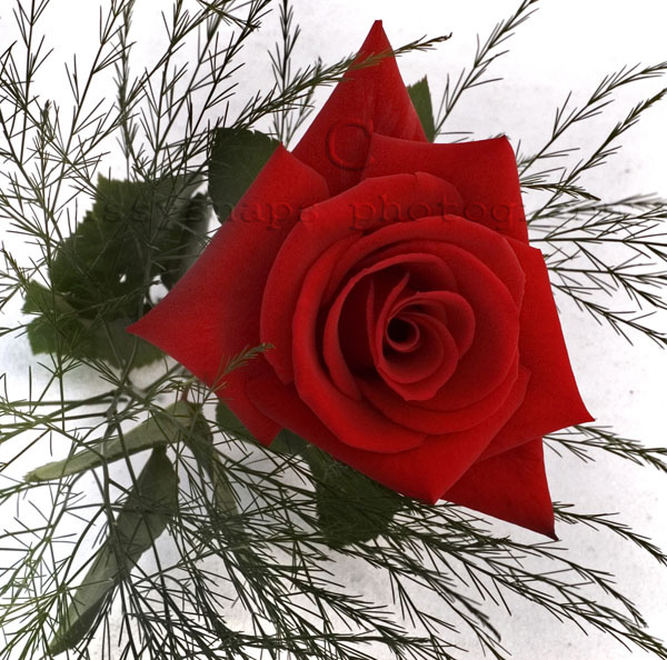 Snow Rose