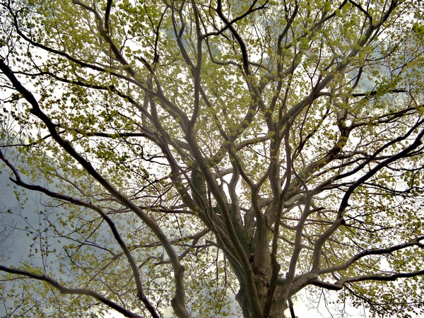 Can You Find the Raccoon?