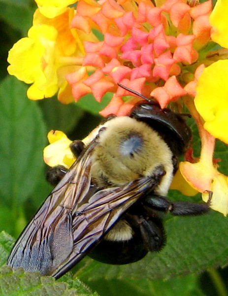 Iridescent Bumblebee Wings