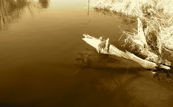 Sunken Log
