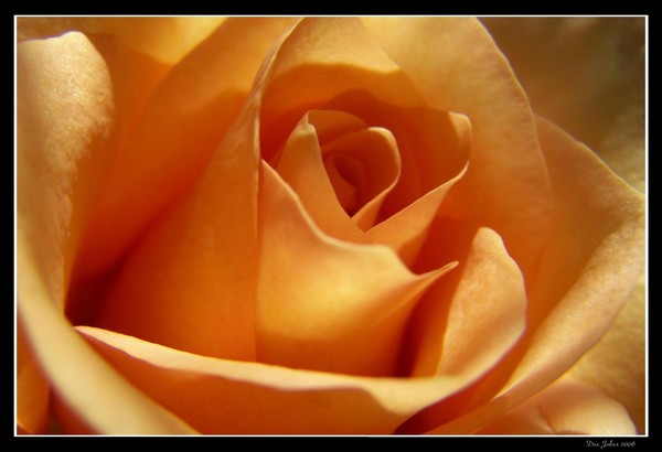 A Rose for October