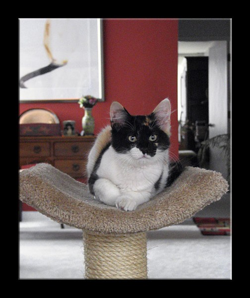 cybele