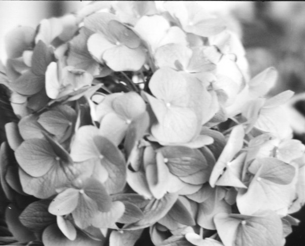 Easter Flower
