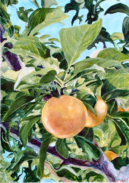 Golden Plums