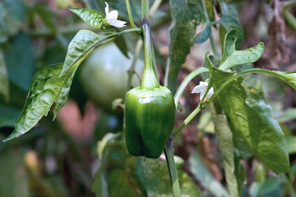 The Green Pepper Next Door