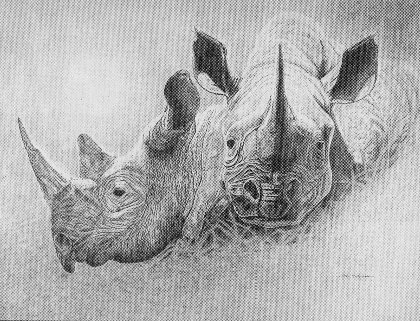 Black Rhinoceros