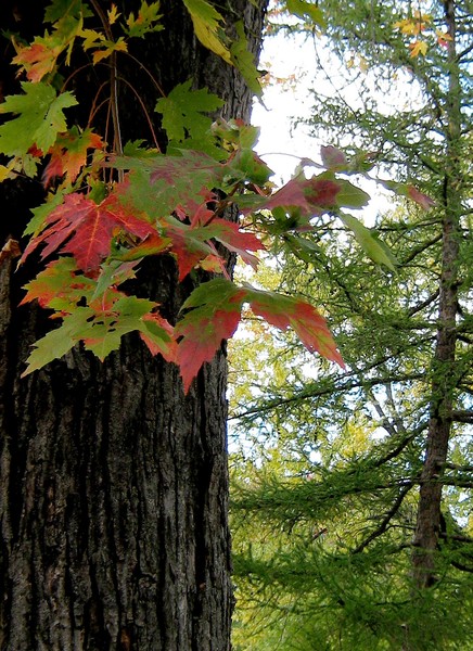 Autumn In The Park (Five)