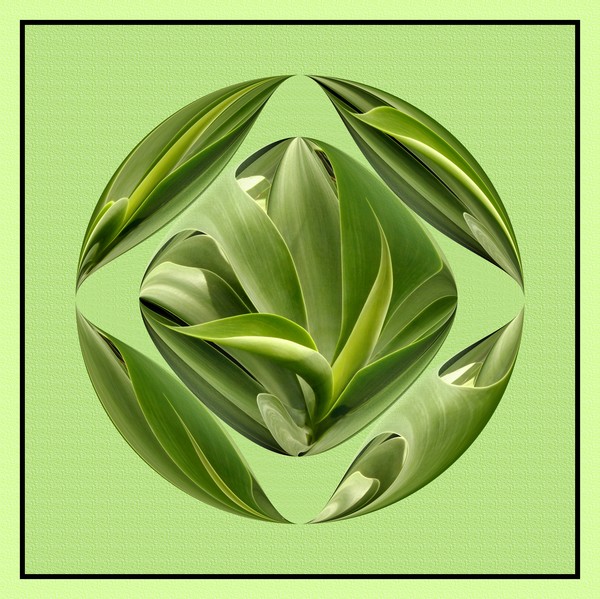 Tender Green (Two)