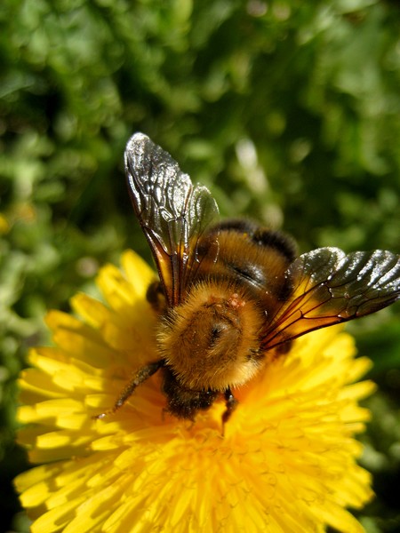Top Bee