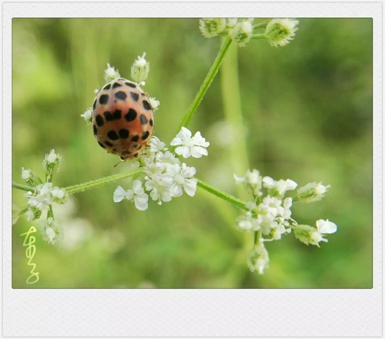 on white flowers