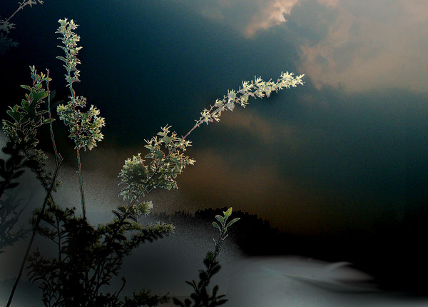 Grass at Night