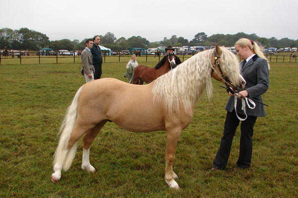 a section A staion welsh