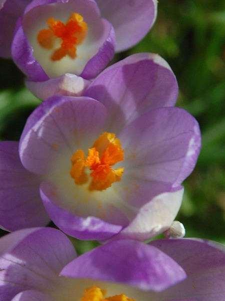 Spring did arrive