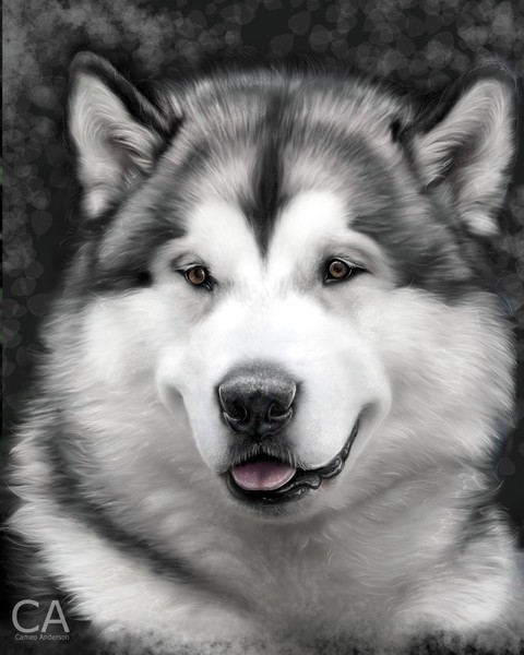 Ascari the Amazing Malamute