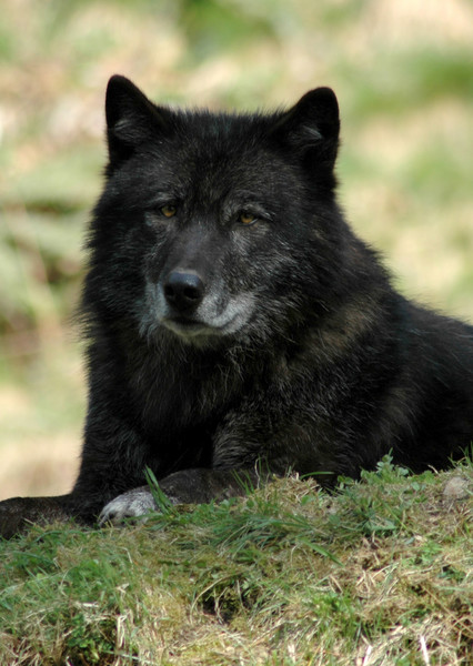 The Black Wolf