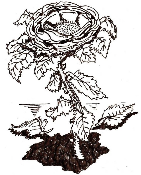 A Rose