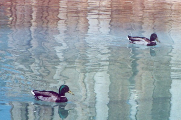 Mallard Ducks