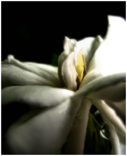 tear drop