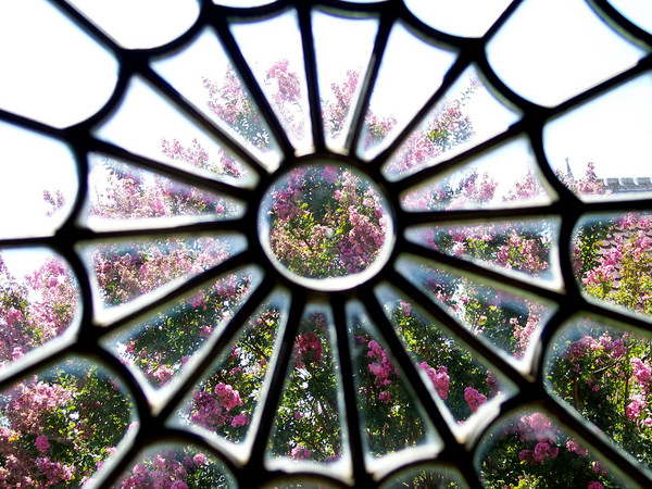 Spider Window